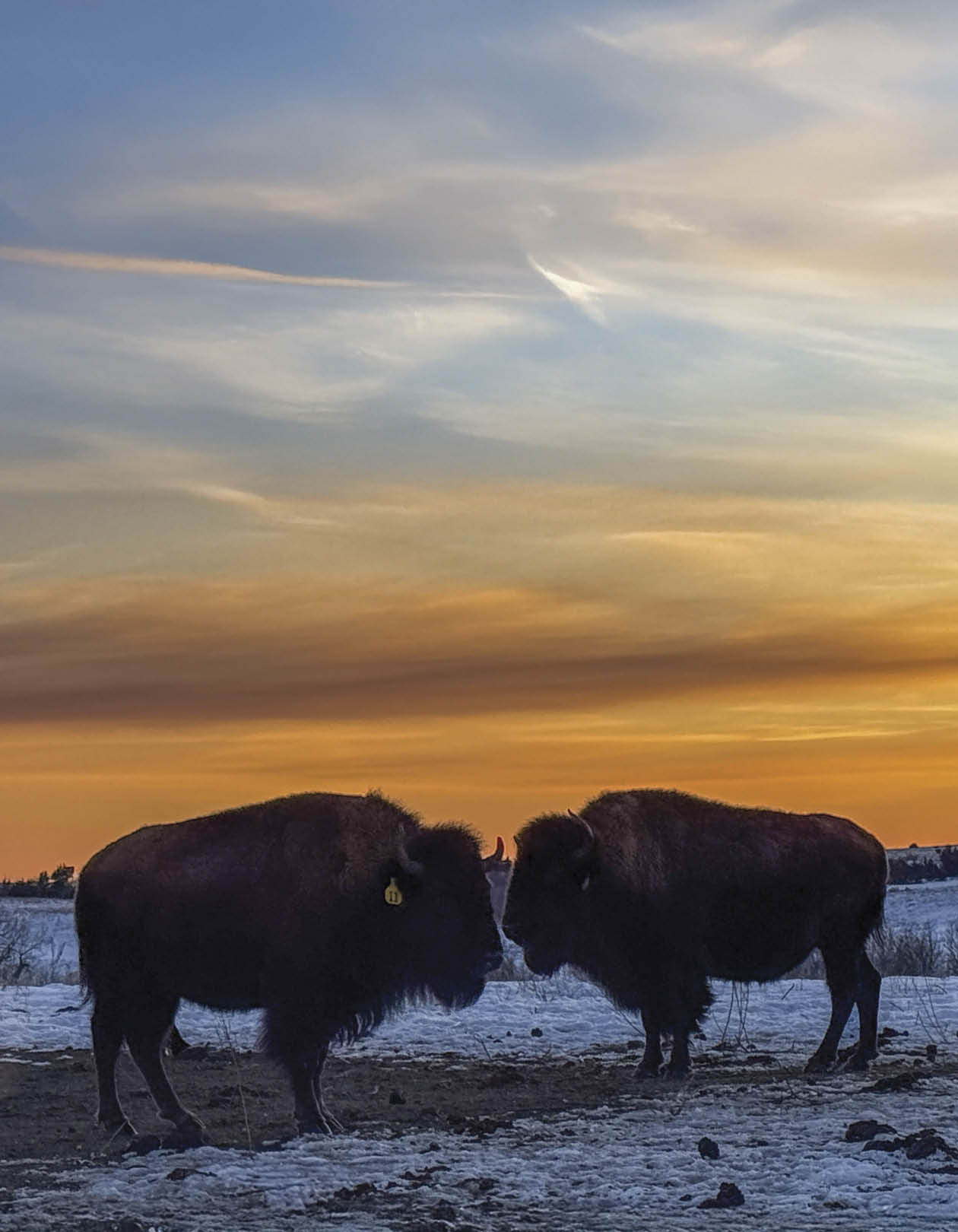 Two bison are standing in the snow, facing each other. AI generated content