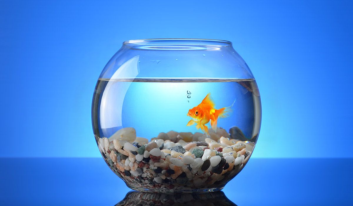 the-newsLINK-group-goldfish-presentation-hero